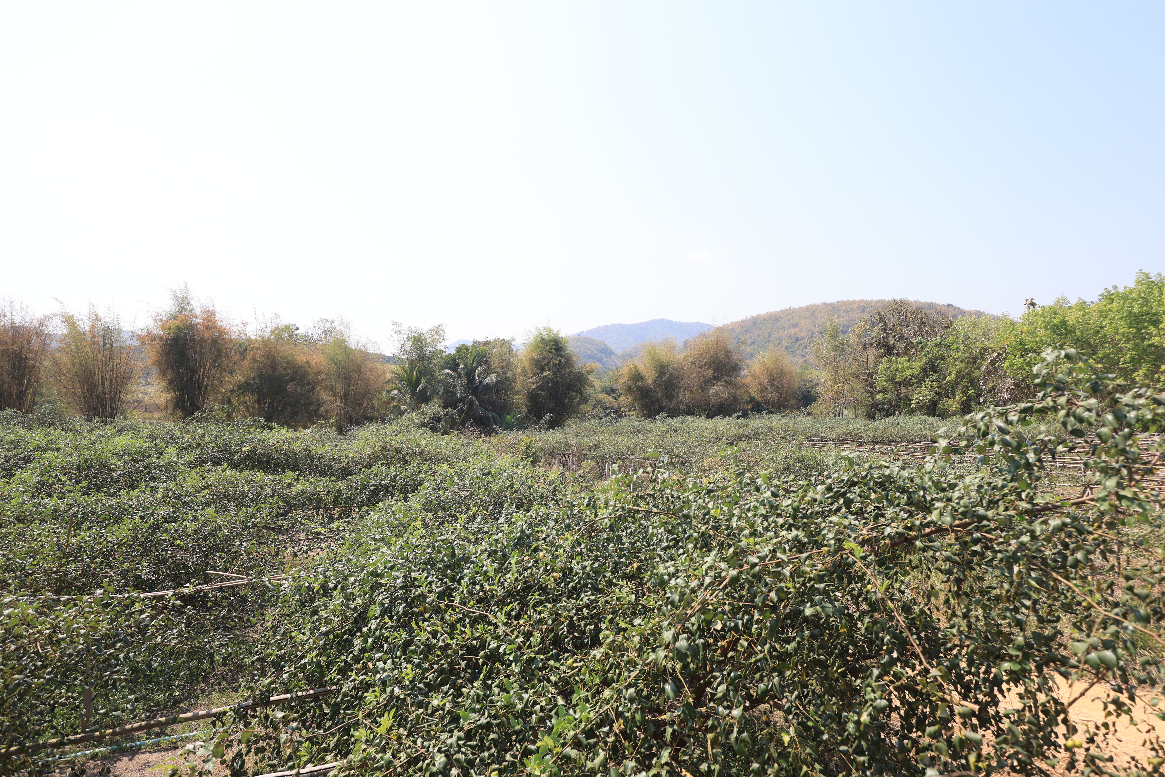 title - เลขาธิการ ส.ป.ก. และคณะ ตรวจเยี่ยมกลุ่มปลูกพุทรา บ้านท่าดีหมี หมู่ที่ 4 ต.ปากตม อ.เชียงคาน จ.เลย